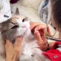 『薬を飲んだ猫』→次の瞬間、表情が変化して……『衝撃的な光景』に爆笑の声「わかりやすいｗ」「めちゃめちゃ可愛いｗ」と10万再生