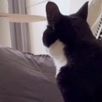猫を『病院で間違えられた名前』で呼んでみたら……驚きの『賢すぎる反応』が27万再生「ナンチャラｗｗ」「根に持ってるのかなｗ」と反響