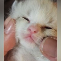 哺乳瓶の先がダメになってきたので『赤ちゃん猫の口の中』を見てみたら…悶絶必至の『尊い光景』が55万再生「ちいちゃくて可愛い」「うおお」