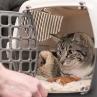 【獣医師執筆】愛猫の安心ために…「キャリートレーニング」の基本を獣医が解説