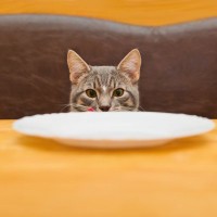 愛情が裏目に…「人間のごはん」で起こる猫のトラブル例【獣医師執筆】