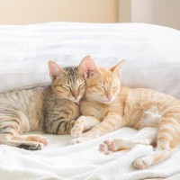 ペットロスの悲しみは猫にも？意外と知らない「同居の動物が亡くなったときの猫の反応」【獣医師執筆】