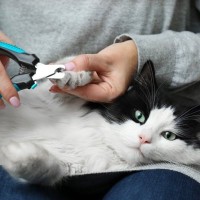 うちの子の「爪切り」これで大丈夫？猫の爪の成長速度を知って健康管理に役立てよう！【獣医師執筆】