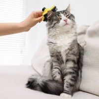 「猫にスキンケアって必要なの？」毛づくろいだけでは防げない皮膚トラブル対策とは？【獣医師執筆】