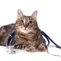 ある日突然…？猫の心筋症は“静かに進行”する心臓の病気。早期発見のポイントは？【獣医師執筆】