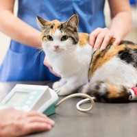 猫も高血圧になるって知ってた？目に見えない病気のリスクと、今できるチェック方法【獣医師執筆】
