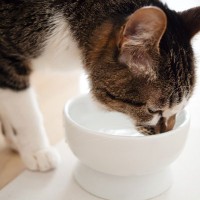 猫の健康寿命は「水」で決まる！疾患予防のための飲水管理の工夫【獣医師執筆】