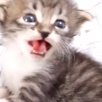 ミルクを待ちきれない『赤ちゃん猫』…とんでもなく尊い『全力アピール』に「本当にたまらない」「ご飯３杯はいけるｗ」と悶絶の声