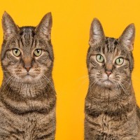 猫は性別によって『顔立ち』が違うって本当？異なる3つのポイントや見分け方のコツ
