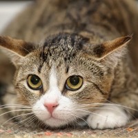 猫が『緊張状態』になっているときのサイン3選　不安を感じやすい場面や落ち着かせる接し方