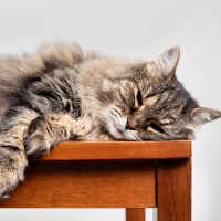 猫が『高齢期』に入ったら見直したいお世話4選　表れる変化や負担を減らしてあげるコツ