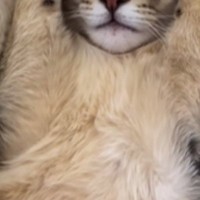 眠っている子猫を見たら…全てを肯定してくれそうな『まさかのポーズ』が34万再生「可愛すぎてスマホ落としそうになったｗ」「た、たまらん」