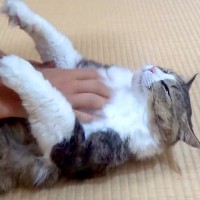 マッサージを堪能する元野良猫→仰向けの状態にして手を離してみたら…まさかの光景が17万再生「固まってるｗ」「素晴らしいバランス感覚」