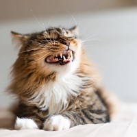 よだれ？違和感？猫の『口の異変』で確認すべき3つのこと【獣医師執筆】