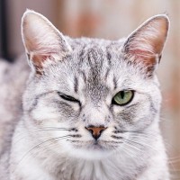 猫の目トラブル、放置は危険？めやに・充血・開きにくい時のチェックポイント【獣医師執筆】