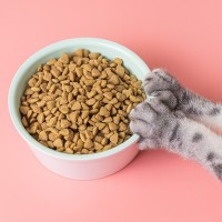 口の中が痛くてご飯を食べられない！猫の『治りにくい口内炎』正体とは？【獣医師執筆】