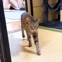 お姉ちゃんのことが大好きな猫→弟たちに奪われてしまうと…愛おしすぎる反応に「いっぱいおしゃべりしてる」「報告しに行くん可愛い」の声