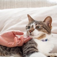 猫を満足させる『スキンシップ』のポイント4つ　喜んでもらうコツや心がけるべきことまで