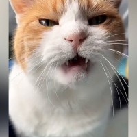 甘えにきた三毛猫→もっと撫でてほしくて…とんでもなく尊い『まさかの行動』が16万再生「なんて羨ましいんだ」「可愛さに耐えられなかった」
