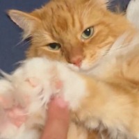 猫の『伸びてきた毛』を触っていたら…猫とは思えない『まさかの反応』に１万いいね「キャワイイｗ」「めっちゃふさふさ」と話題