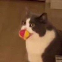 『喋りすぎｗｗ』おもちゃを持ってきた猫が『鳴いてアピール』し始めた結果…まさかの光景に「翻訳頼むｗ」「一生懸命話してるｗ」と16万表示