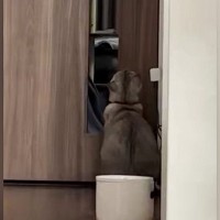 『ドアの前で座っていた猫』を後ろから見守っていると……驚きの行動と『まさかの展開』に１万いいね「天才か」「笑った」と話題