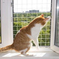 猫との暮らしで避けるべき『危険な換気方法』4選　思わぬトラブルの可能性や安全に行うコツ