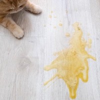 猫の『トイレの失敗』が目立つときに疑うべき病気5選　異常を見分けるサインや適切な対処法