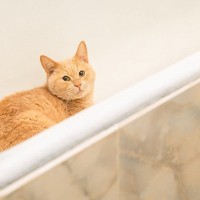 猫が命を落としかねない『超危険な場所』4選　家の中に潜むリスクや事故を防ぐ対策まで