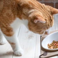 猫が『フードに飽きてしまう』ときの理由3つ　食べないときに試したい改善策もご紹介