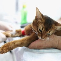 猫の『血液型』に関する3つの基礎知識　検査の方法や知っておくべき理由も解説
