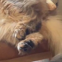 猫がいる方向から『謎の音』→何かと思ったら…『まさかの行動』に笑ってしまう人が続出「楽しんでいそうｗ」「暑くなってきたからねｗ」