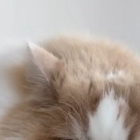 お留守番を任された猫→犬とお出かけしていた『飼い主が帰宅』すると…可愛すぎる表情に「わかりやすいｗ」「ヤキモチかな」と笑顔になる人が続出