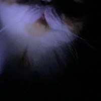 加湿器をつけて寝ていると猫がやってきて…飼い主が恐怖を感じた『ホラーな光景』に爆笑の声「怪談話が始まるのかなｗ」「お化け屋敷みたい」