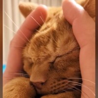 気持ちよさそうに『マッサージされる茶トラ猫』…手を止めた瞬間の『まさかの反応』が50万再生「思わず叫んだｗ」「悪い笑い方してるｗ」