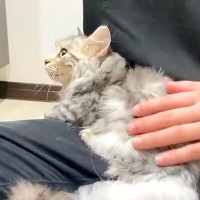 お風呂に入った子猫→ドライヤーで乾かしていたら、眠くなった様子で…『愛おしい光景』に「頑張ったね」「ほんとに赤ちゃんみたい」と反響