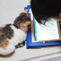 小さい頃から一緒にいる『お姉ちゃんと子猫』→５年後……心温まる『ビフォーアフター』に「本当に素敵」「ずっと一緒だね」とSNSで反響