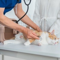 猫の身に起こりうる『夜間の救急症状』6つ　知っておくべき緊急時の対処法も解説