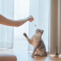 猫の『おもちゃ』にして遊ばせてはいけない物3選　知らないと怖いリスクやトラブル時の対処法