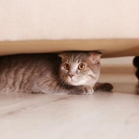 猫が『隠れている』ときにしてはいけないNG行為3つ　姿を隠そうとする理由や正しい接し方まで