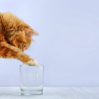 猫が『水を飲んでくれない』ときの対策方法5選　水分不足が招くリスクや必要な飲水量の目安も解説