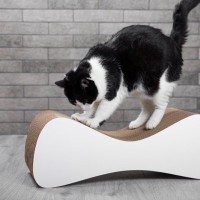 猫が急に『激しい爪研ぎ』をする理由4選　ストレスサインの可能性や対処法も解説