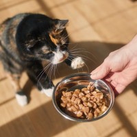 猫の寿命を短くする『ご飯の与え方』4選　危険な健康トラブルの可能性や正しい食事の方法