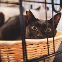 猫を飼うのに『ケージ』は必要なの？　5つの良い点・悪い点から上手な活用法までご紹介
