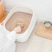 猫の『おしっこ』をチェックするときのポイント5つ　注意すべきサインや取るべき対処法まで解説