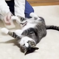 お兄ちゃんに『転がされる猫』→もっとやってほしくて…思わずニヤける『可愛すぎる光景』に「コロコロｗ」「なんて愛くるしい催促」と反響