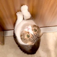 仕事部屋から１日中出てこないパパ→猫が寂しがって…扉の前で見せた『健気すぎる行動』に「反則級のかわいさ」「会いたくて一生懸命」と反響