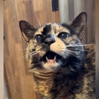 18歳の猫に『にゃんにゃん』と声をかけてみると…次の瞬間→思わず感動の『賢すぎる反応』に「天才じゃん」「おーって言っちゃったｗ」の声
