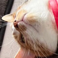 猫が仰向けで寝ていたら『8歳の子ども』が……お腹を見ると→笑ってしまう光景に２万いいね「冷やしちゃダメだからねｗ」「愛を感じるｗ」