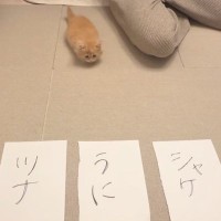 子猫に『自分の名前』を選ばせてみた結果→『向かった先』が……まさかの瞬間が137万再生「決め方がかわいいｗ」「決まったーｗ」と話題